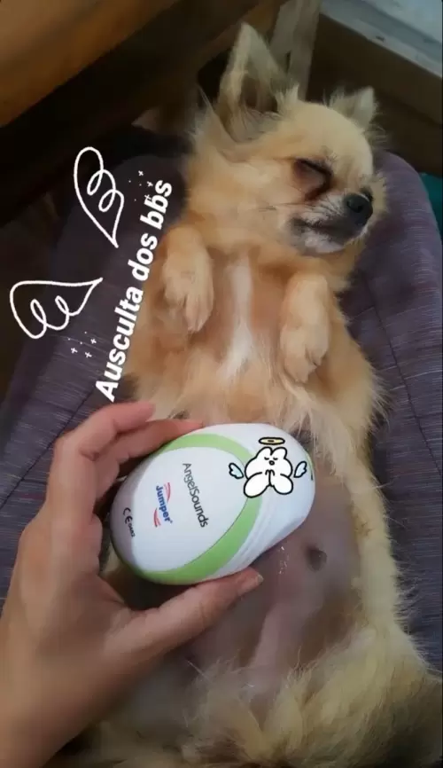 Dia a Dia