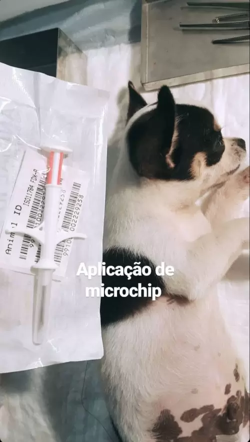 Dia a Dia