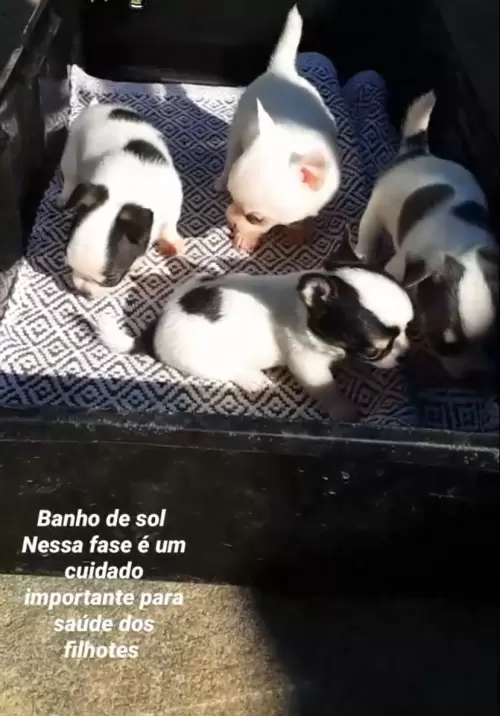 Dia a Dia
