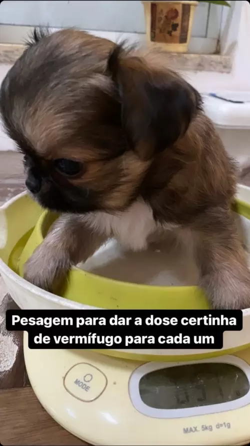 Dia a Dia