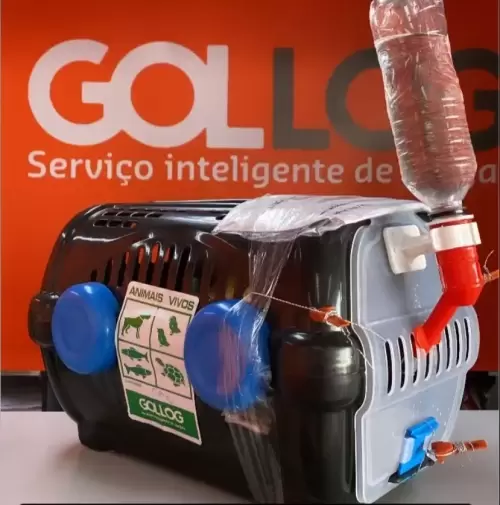 Dia a Dia