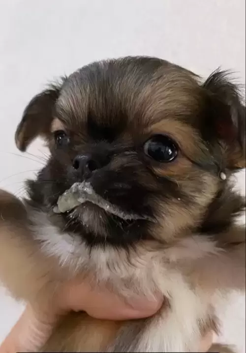 Dia a Dia